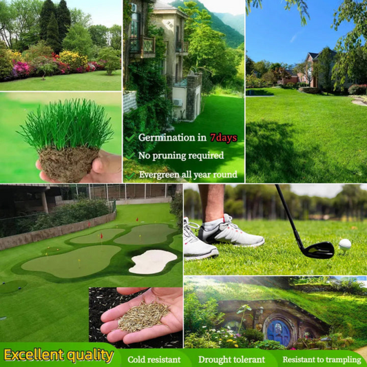 🌱 Four Seasons Evergreen Dwarf Grass Seed🍀