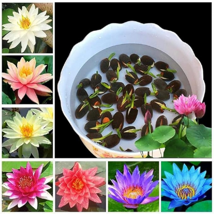 Premium Japanese Bonsai Lotus Seeds