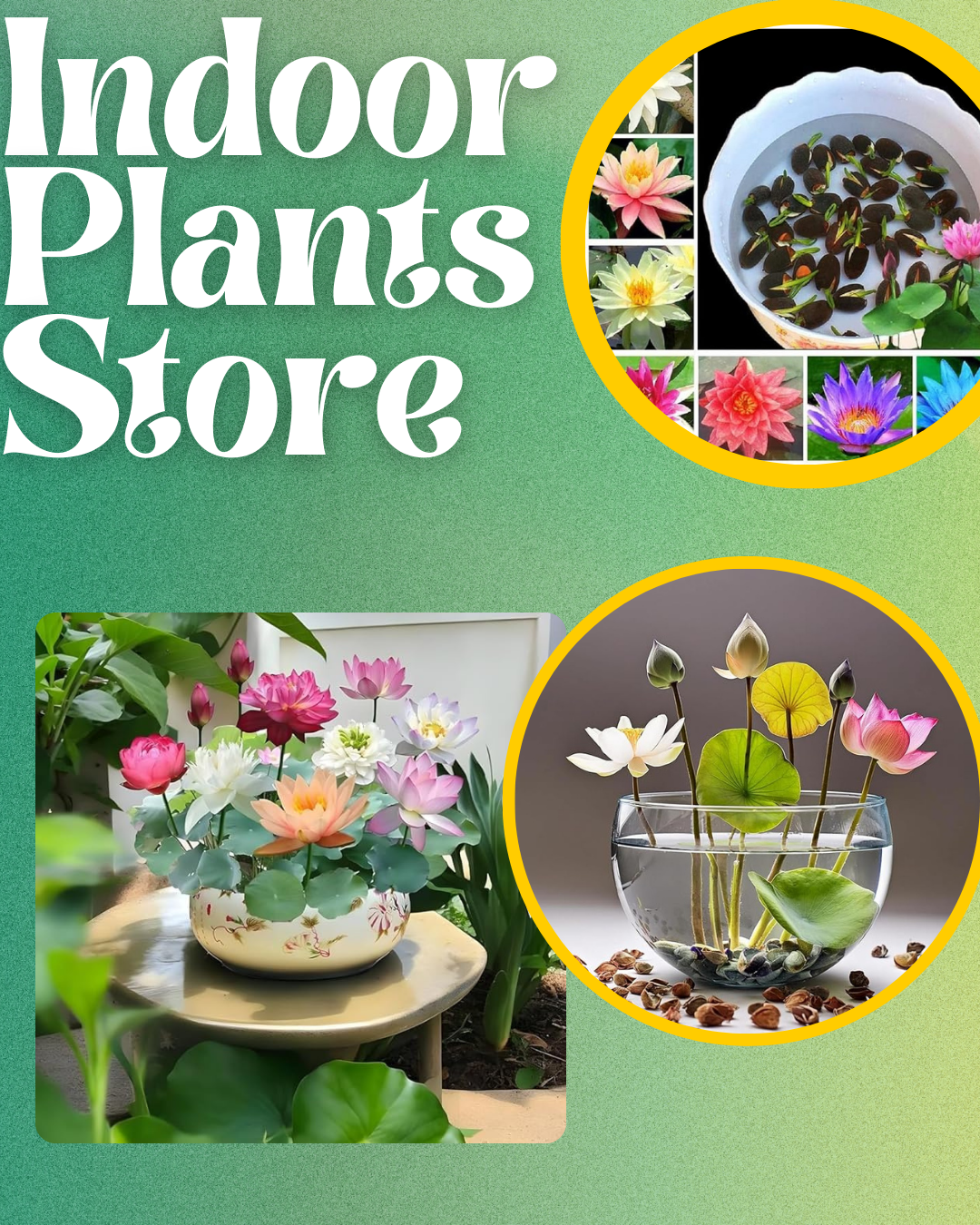 Premium Japanese Bonsai Lotus Seeds